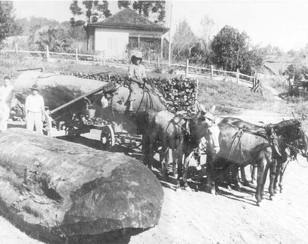 Transporte de toras por animais (bois/cavalos)
