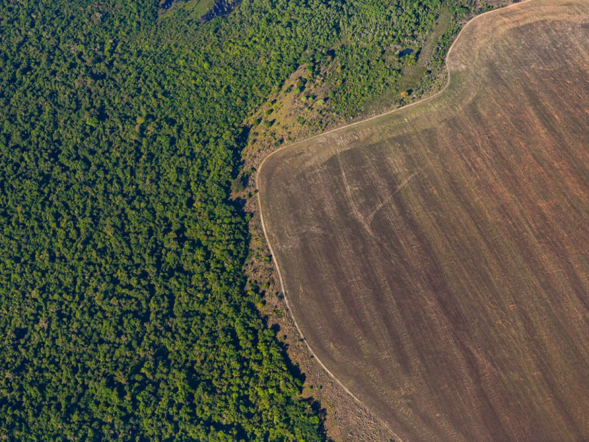 Perda de biodiversidade